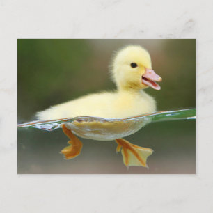 Carte Postale Chick de canard mou