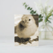 Carte Postale Chick de démarrage (Debout devant)