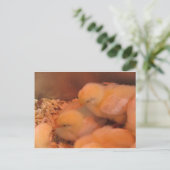 Carte Postale Chick Duo (Debout devant)