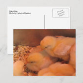 Carte Postale Chick Duo (Devant / Derrière)