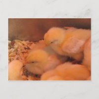Chick Duo