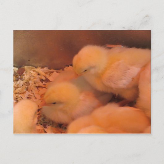 Carte Postale Chick Duo (Devant)