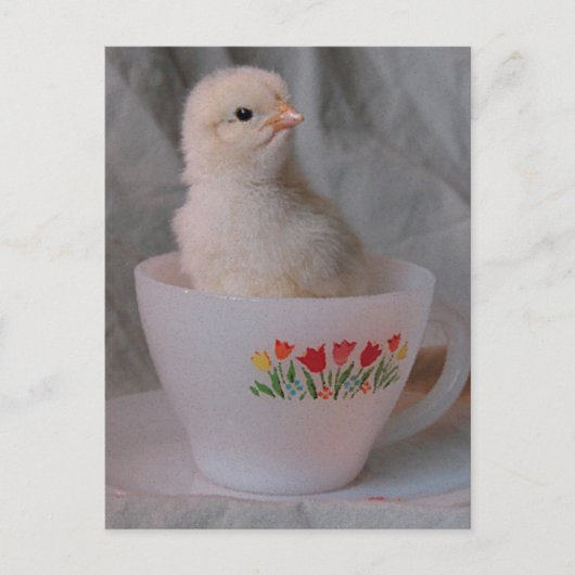 Carte Postale Chick en Teacup Vintage (Devant)