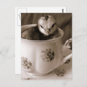 Carte Postale Chick In A Tea Cup (Devant / Derrière)
