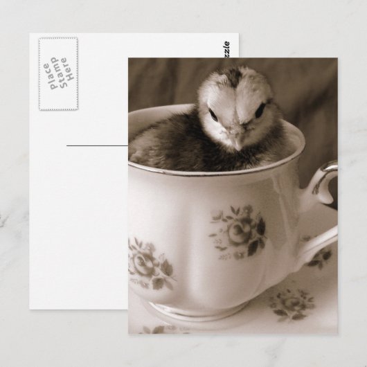 Carte Postale Chick In A Tea Cup (Devant / Derrière)
