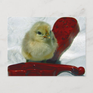 Carte Postale Chick musical