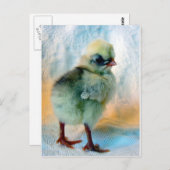 Carte Postale Chick polonais (Devant / Derrière)