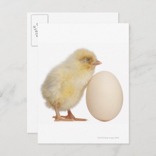 Carte Postale Chick with egg (2 days old) (Devant / Derrière)