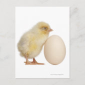Carte Postale Chick with egg (2 days old) (Devant)