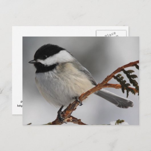 Carte Postale Chickadee (Devant / Derrière)