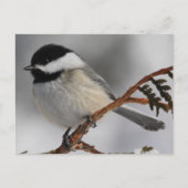 Carte Postale Chickadee (Devant)