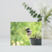 Carte Postale Chickadee (Debout devant)