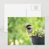 Carte Postale Chickadee (Devant / Derrière)