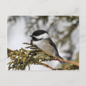 Carte Postale Chickadee_9505 (Devant)