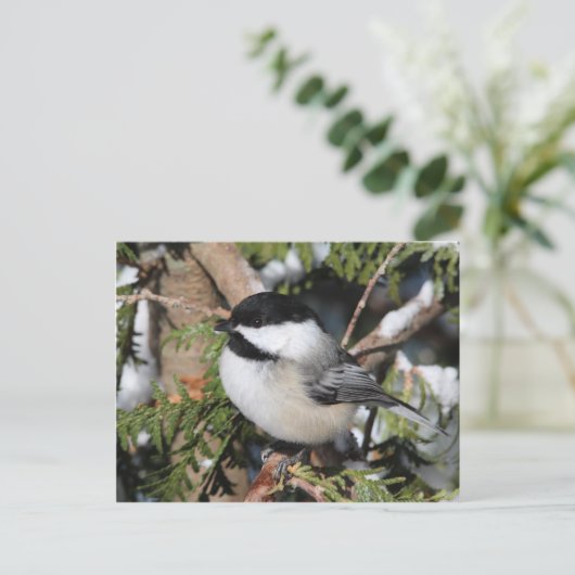Carte Postale Chickadee_9530 (Debout devant)