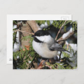 Carte Postale Chickadee_9530 (Devant / Derrière)