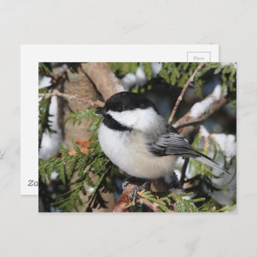 Carte Postale Chickadee_9530 (Devant / Derrière)