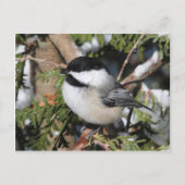 Carte Postale Chickadee_9530 (Devant)