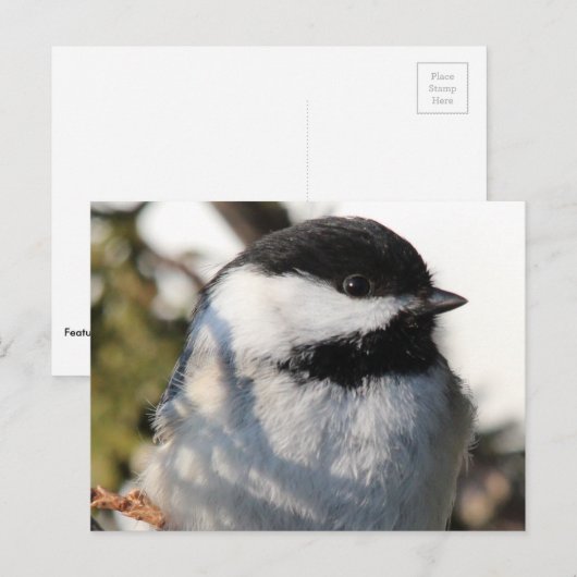 Carte Postale Chickadee 9693 (Devant / Derrière)