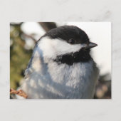 Carte Postale Chickadee 9693 (Devant)