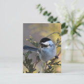 Carte Postale Chickadee_9695 (Debout devant)