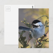 Carte Postale Chickadee_9695 (Devant / Derrière)
