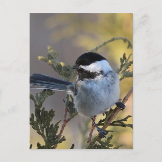 Carte Postale Chickadee_9695 (Devant)