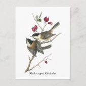 Carte Postale Chickadee à capuchon noir, John Audubon (Devant)