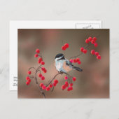 Carte Postale CHICKADEE & BERRIES ROUGES par SHARON SHARPE (Devant / Derrière)