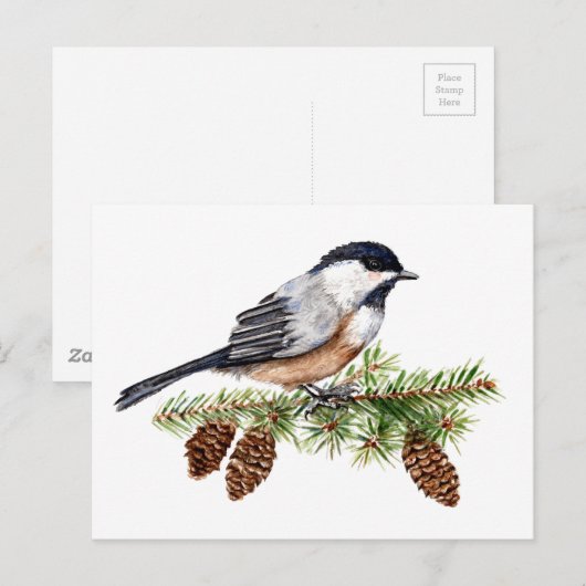 Carte Postale Chickadee d'hiver (Devant / Derrière)