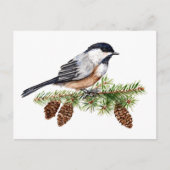 Carte Postale Chickadee d'hiver (Devant)