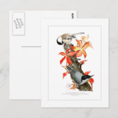 Carte Postale Chickadee et Nuthatch (Devant / Derrière)