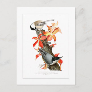 Carte Postale Chickadee et Nuthatch