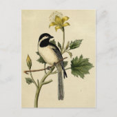 Carte Postale Chickadee long queues (Devant)