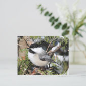 Carte Postale Chickadee noir 9527 (Debout devant)