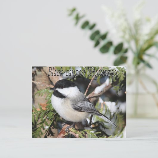 Carte Postale Chickadee noir 9527 (Debout devant)