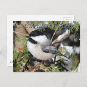 Carte Postale Chickadee noir 9527 (Devant / Derrière)