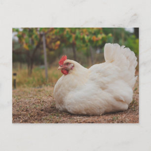 Carte Postale Chicken Funky Hen Hy Line Silver Brown