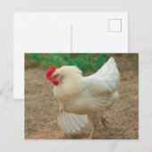 Carte Postale Chicken Funky Hen Hy Line Silver Brown (Devant / Derrière)