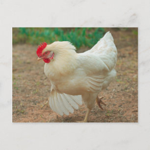 Carte Postale Chicken Funky Hen Hy Line Silver Brown