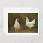 Carte Postale Chicken Funky Hen Hy Line Silver Brown (Devant / Derrière)