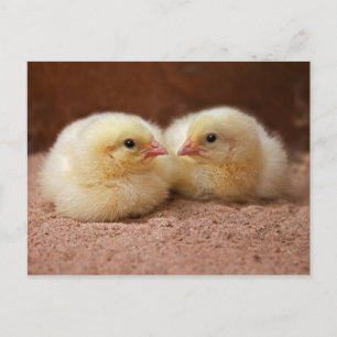 Carte postale Chicks