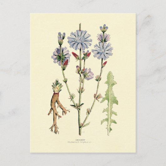 Carte Postale Chicorée (Devant)