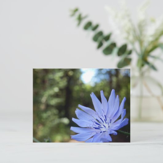 Carte postale Chicorée commune (Debout devant)