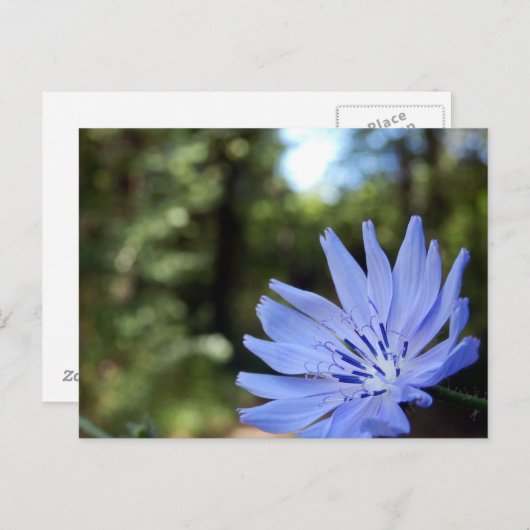 Carte postale Chicorée commune (Devant / Derrière)