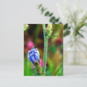 Carte Postale Chicorée non ouverte (Debout devant)