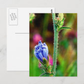 Carte Postale Chicorée non ouverte (Devant / Derrière)