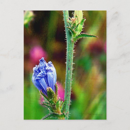 Carte Postale Chicorée non ouverte (Devant)