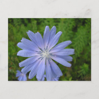 Carte Postale Chicorée sauvage