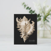 Carte Postale Chicoreus ramosus (Debout devant)